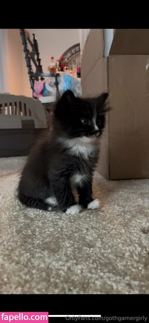 gothgamergirly / thegothmuse Onlyfans Photo Gallery 