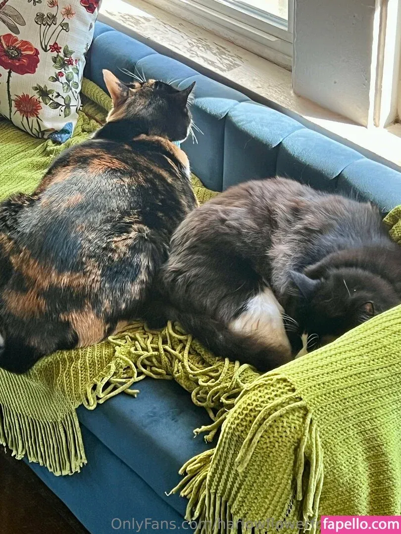 harlowflowerfootgoddess / hippyharlow Onlyfans Photo Gallery 