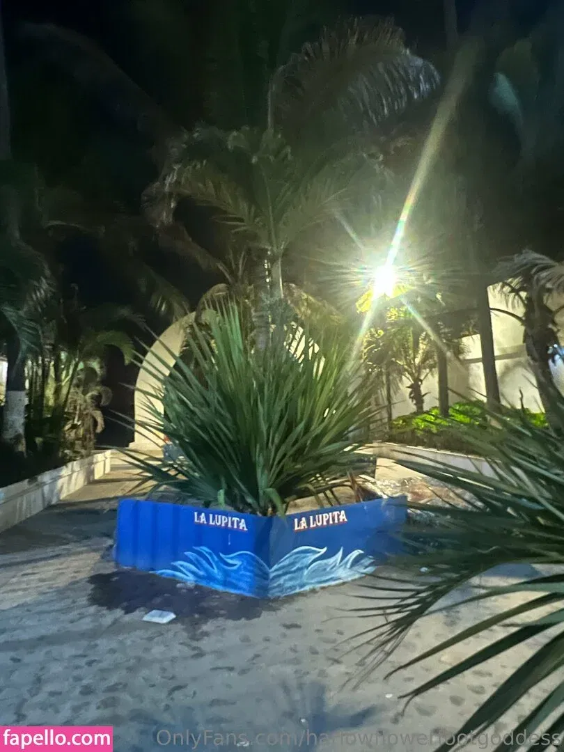 harlowflowerfootgoddess / hippyharlow Onlyfans Photo Gallery 