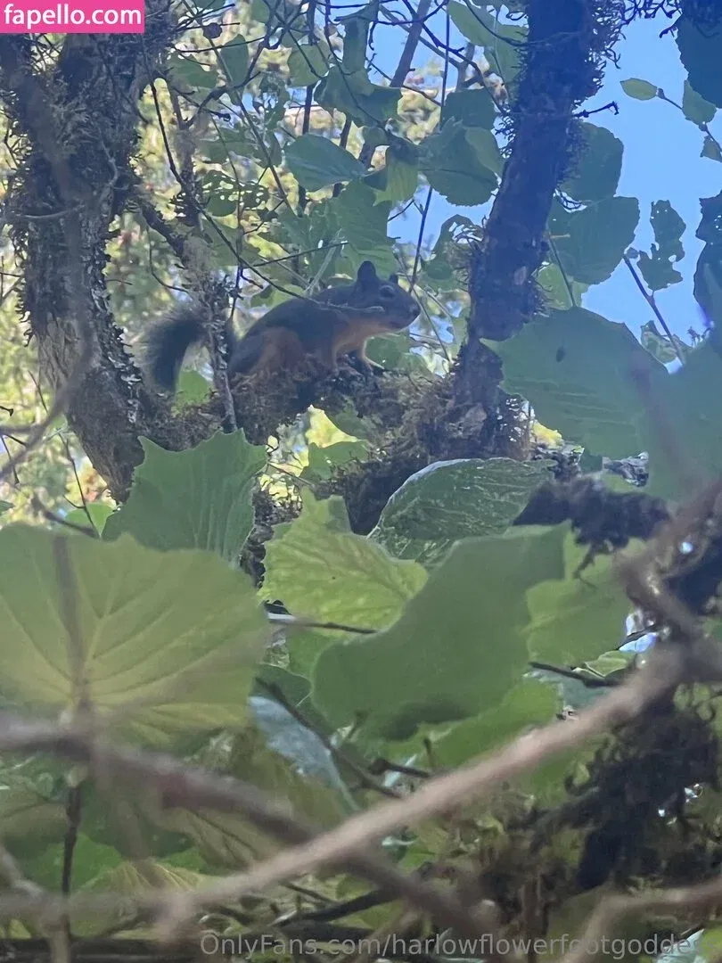 harlowflowerfootgoddess / hippyharlow Onlyfans Photo Gallery 