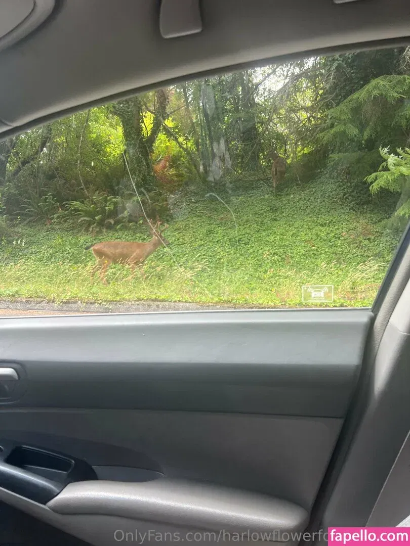 harlowflowerfootgoddess / hippyharlow Onlyfans Photo Gallery 