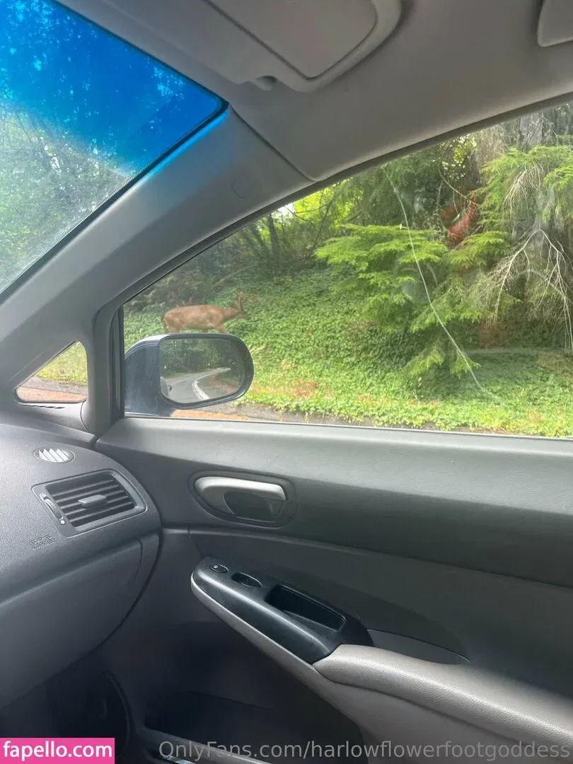 harlowflowerfootgoddess / hippyharlow Onlyfans Photo Gallery 