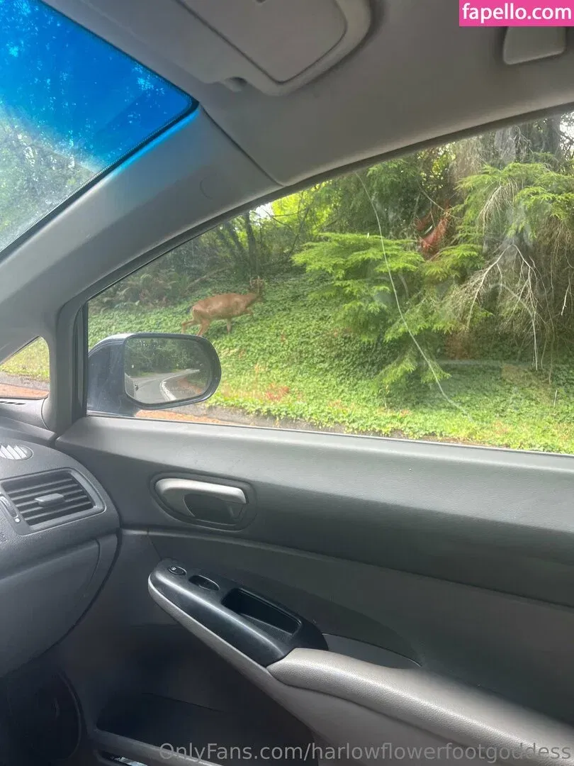 harlowflowerfootgoddess / hippyharlow Onlyfans Photo Gallery 