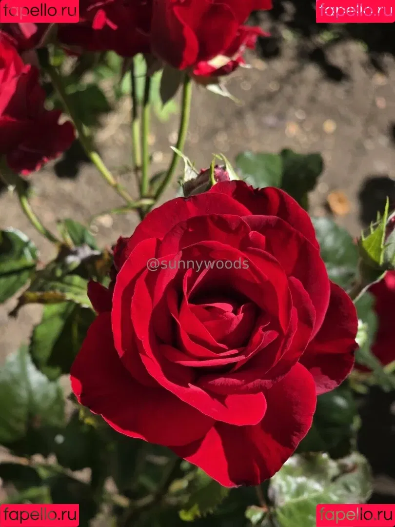 sunnywoods / sunnywoods_florist Onlyfans Photo Gallery 