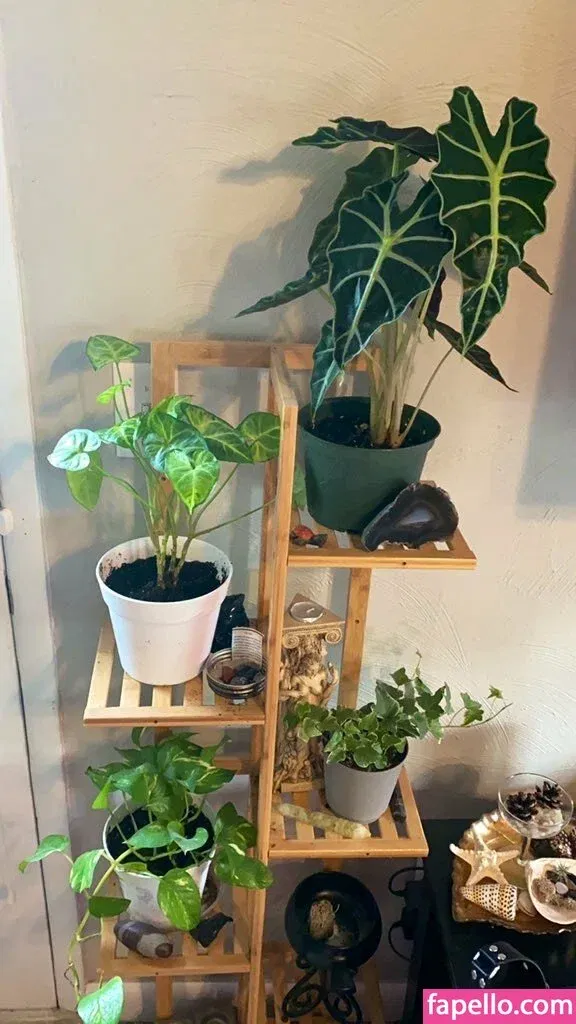 femdomnikkikit / goddessnikkikit Onlyfans Photo Gallery 