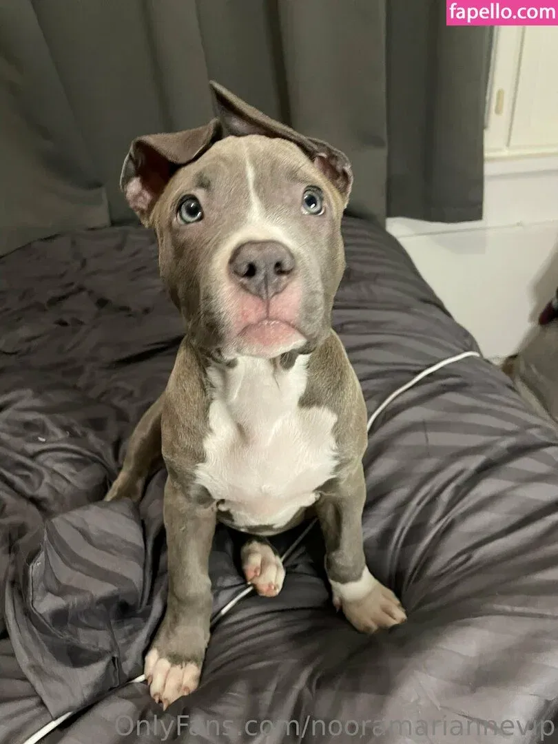 murukissa / murukissaexclusive Onlyfans Photo Gallery 