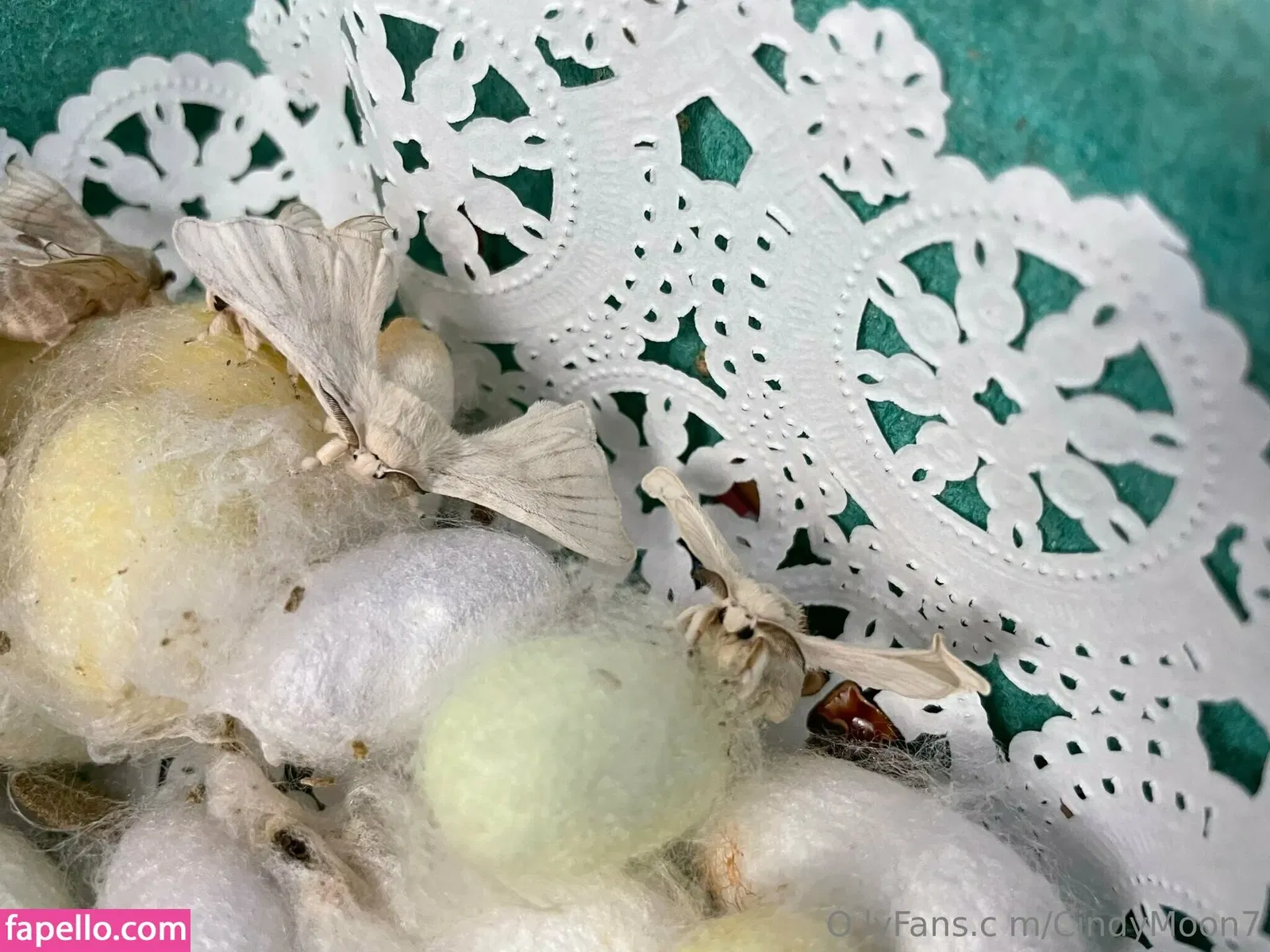 cindymoon007 / cindymoon7 Onlyfans Photo Gallery 