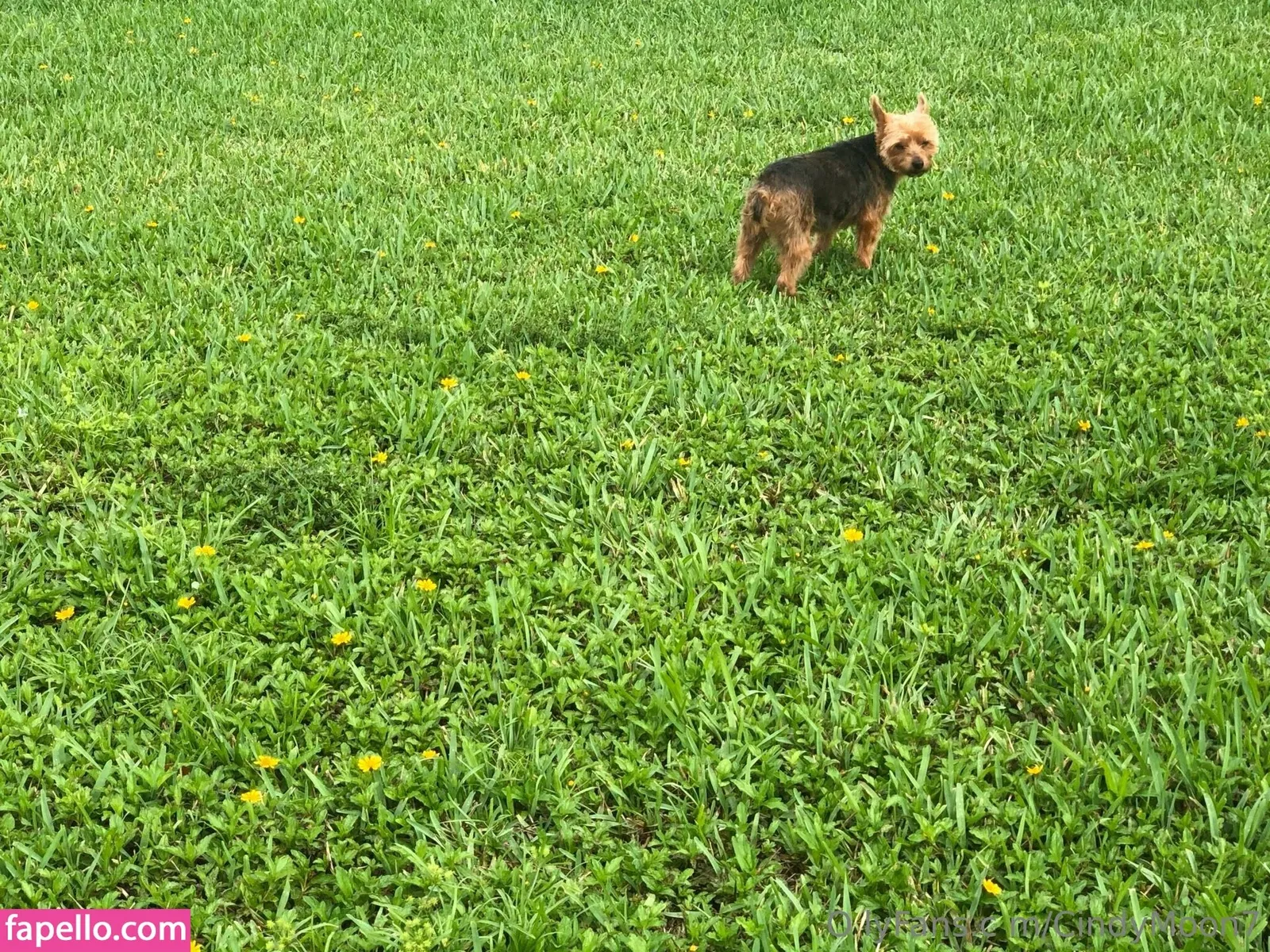 cindymoon007 / cindymoon7 Onlyfans Photo Gallery 