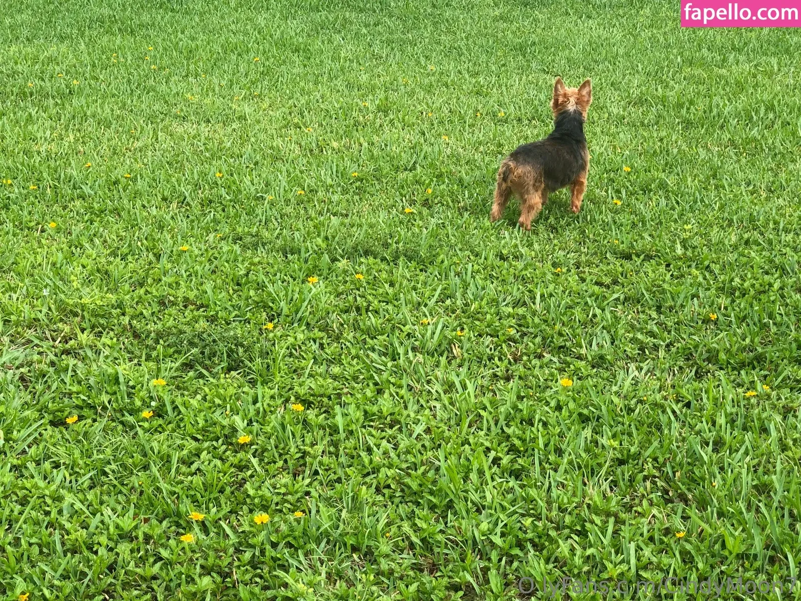 cindymoon007 / cindymoon7 Onlyfans Photo Gallery 