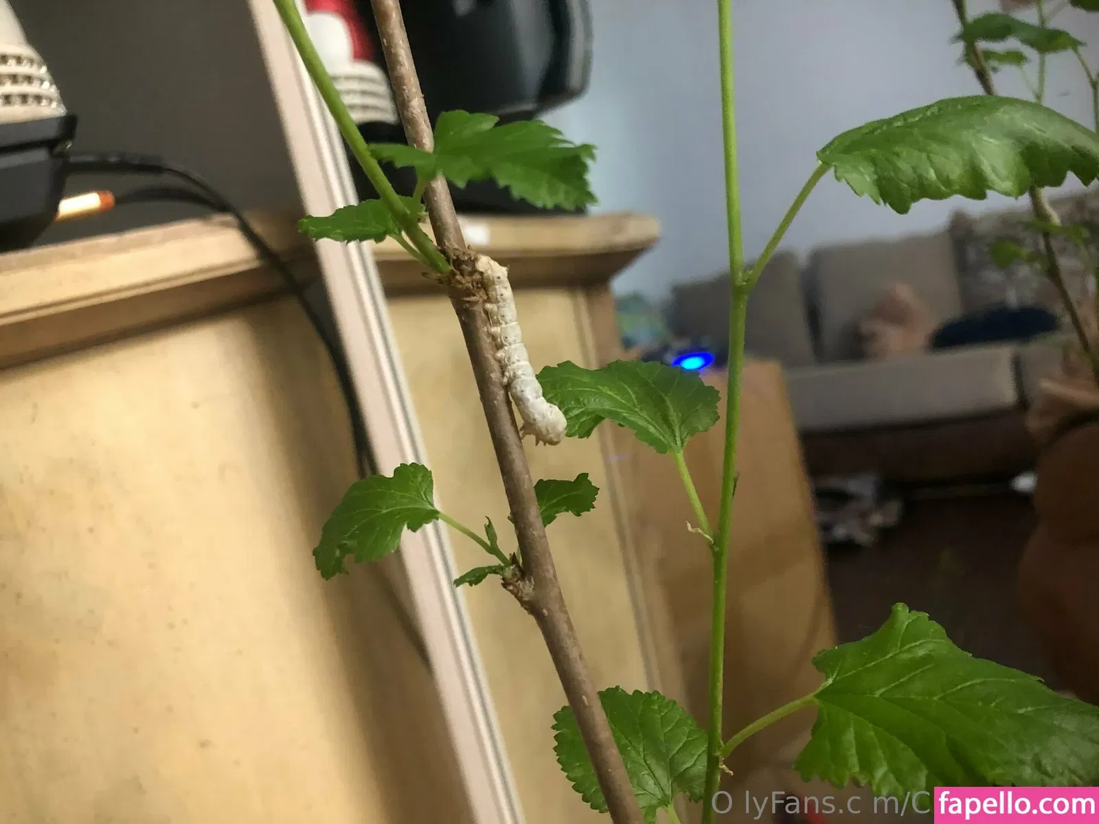 cindymoon007 / cindymoon7 Onlyfans Photo Gallery 