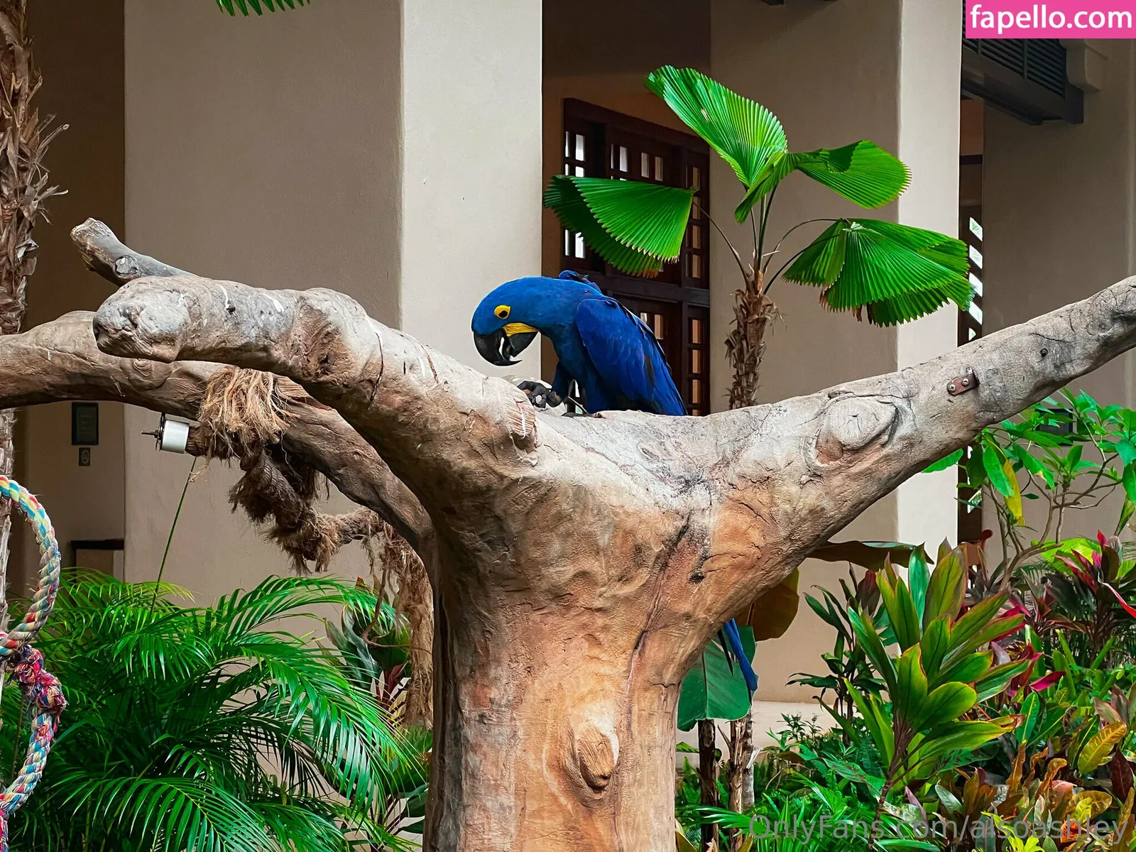 AlsoAshley / AlsoAshleyB / Ashely Barron Onlyfans Photo Gallery 