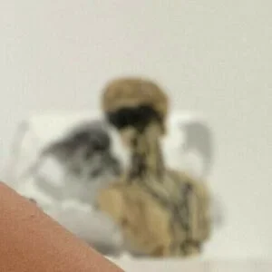 OFromOphelia / ohohofelia Onlyfans Photo Gallery 