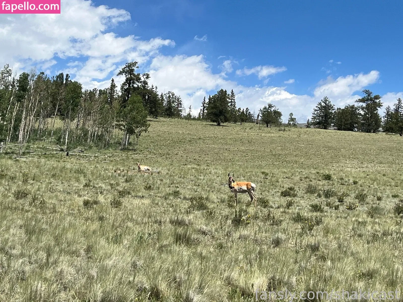 https: / shakicast Onlyfans Photo Gallery 