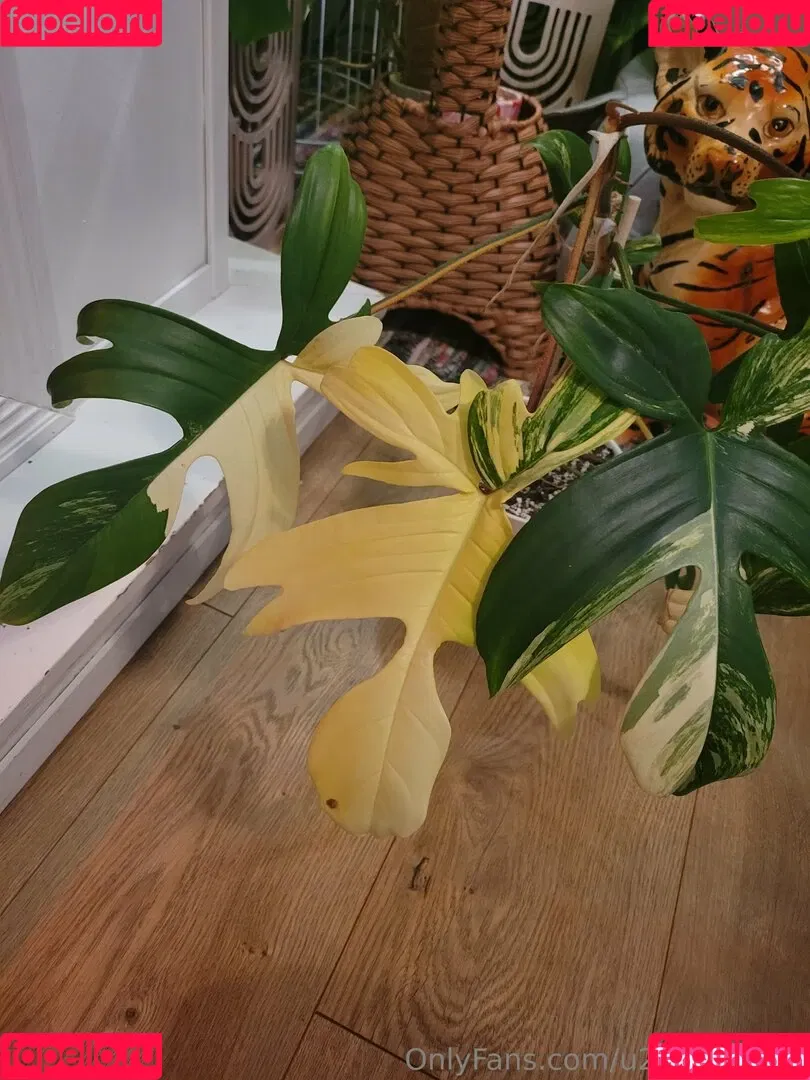 u213919435 / whyruivo Onlyfans Photo Gallery 