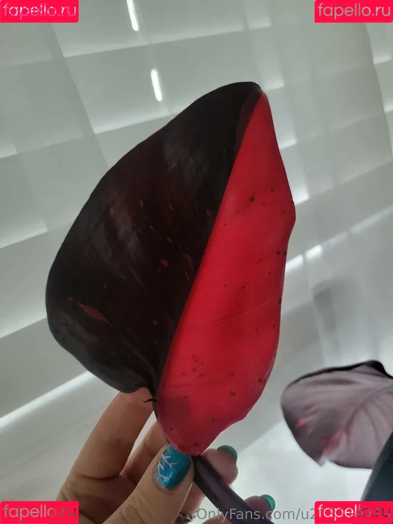 u213919435 / whyruivo Onlyfans Photo Gallery 