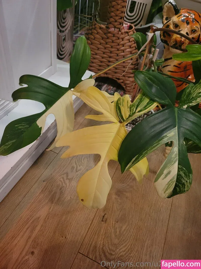 u213919435 / whyruivo Onlyfans Photo Gallery 