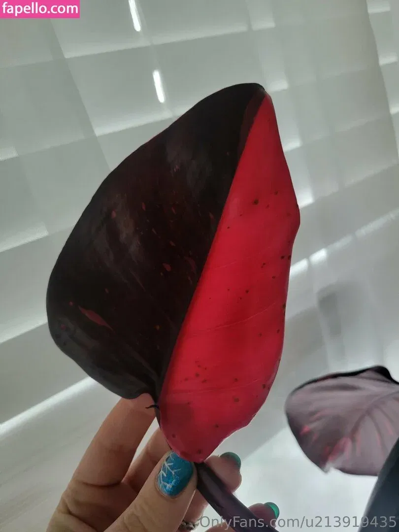 u213919435 / whyruivo Onlyfans Photo Gallery 