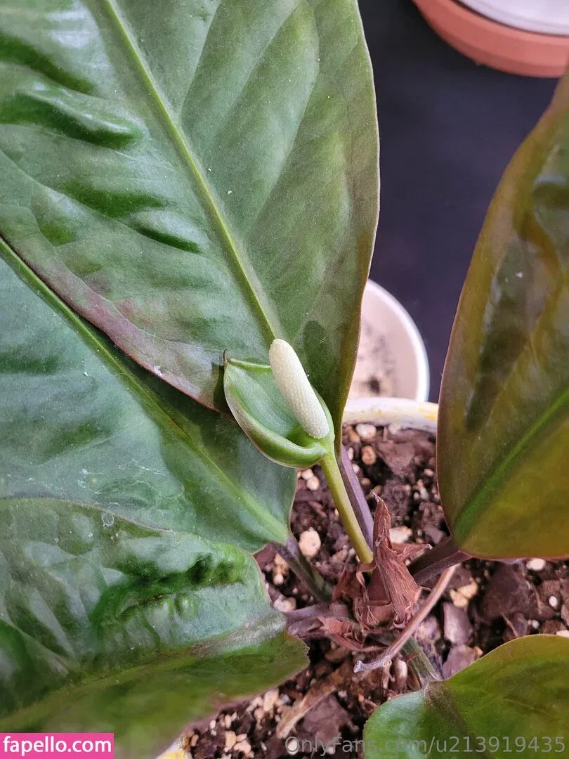 u213919435 / whyruivo Onlyfans Photo Gallery 