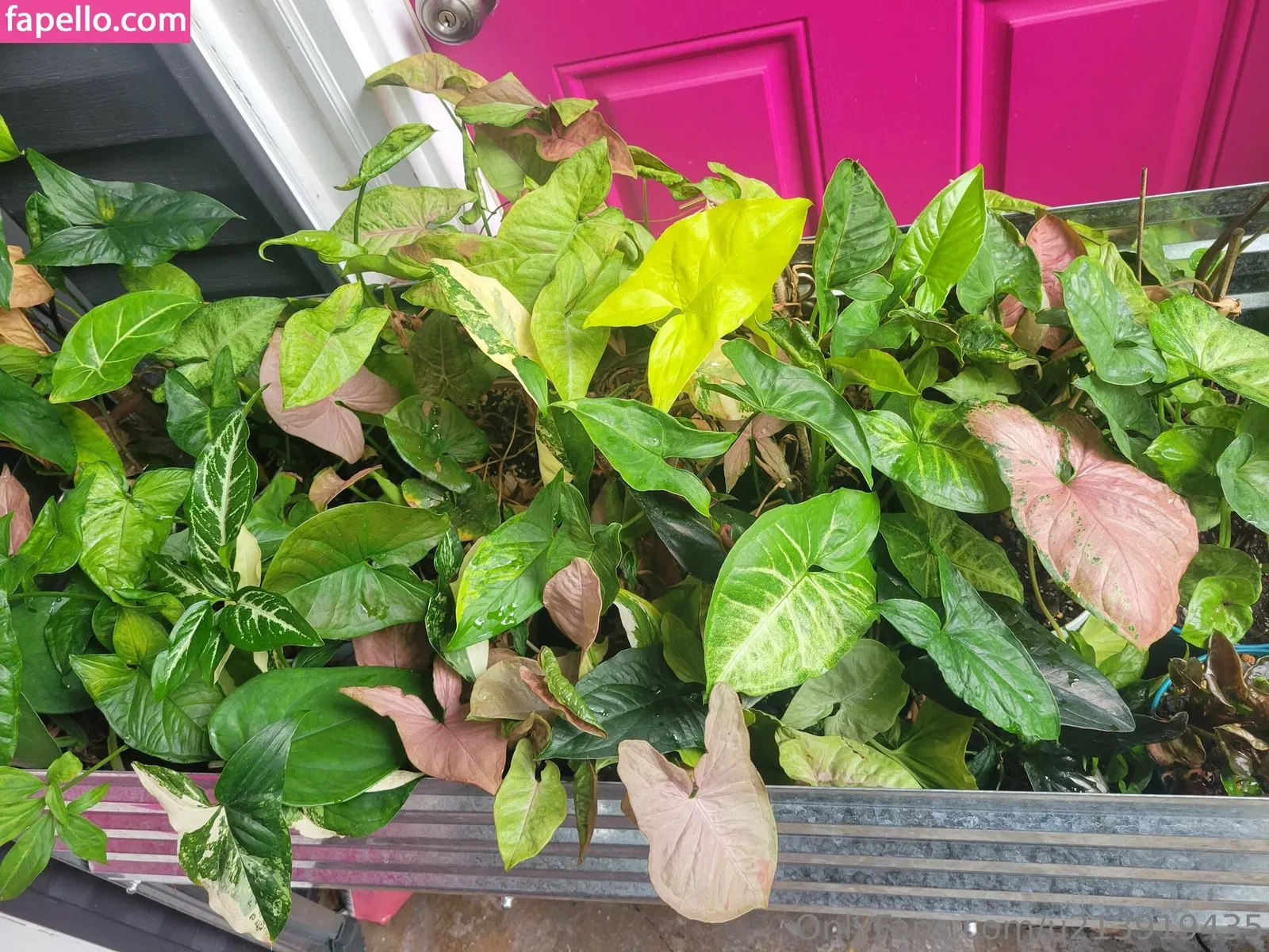 u213919435 / whyruivo Onlyfans Photo Gallery 