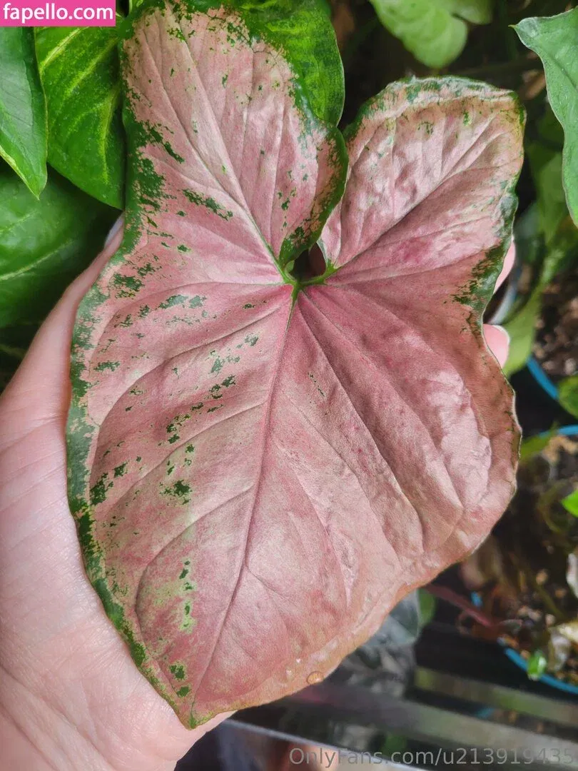 u213919435 / whyruivo Onlyfans Photo Gallery 