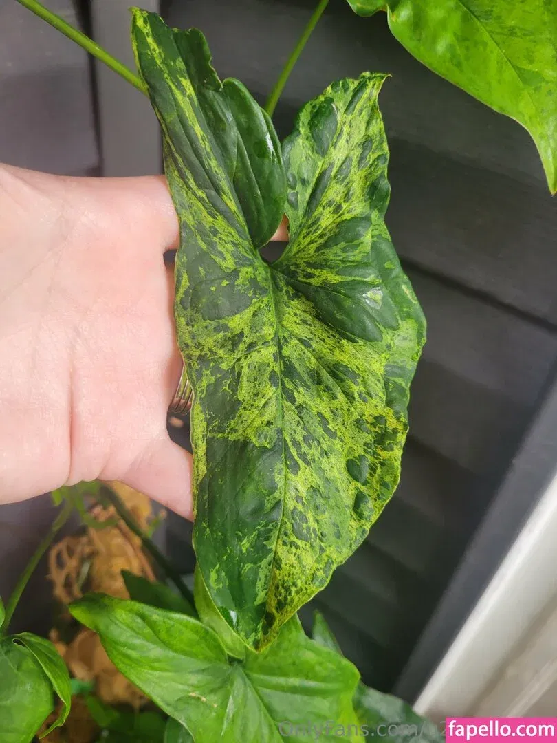 u213919435 / whyruivo Onlyfans Photo Gallery 