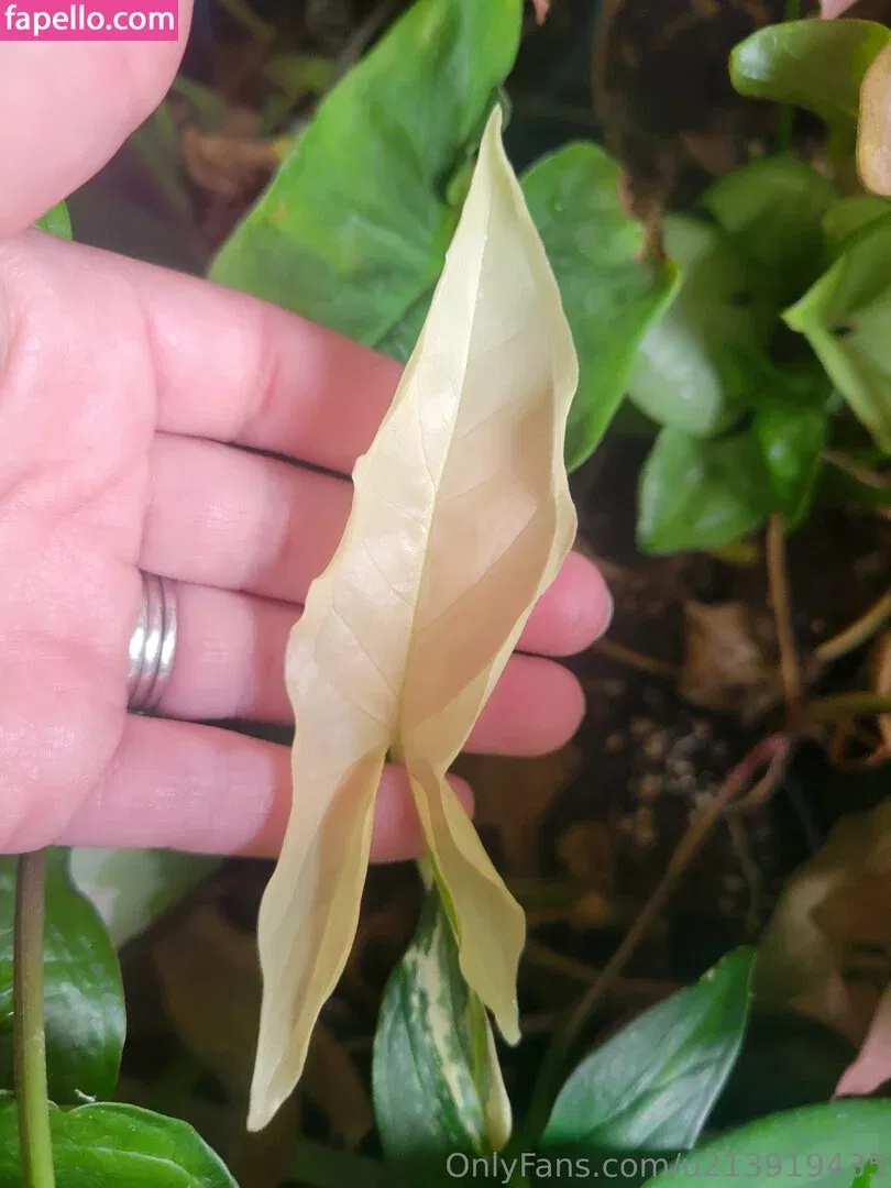 u213919435 / whyruivo Onlyfans Photo Gallery 