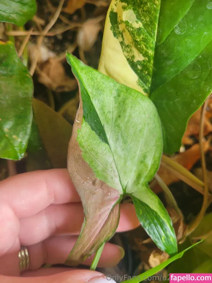 u213919435 / whyruivo Onlyfans Photo Gallery 