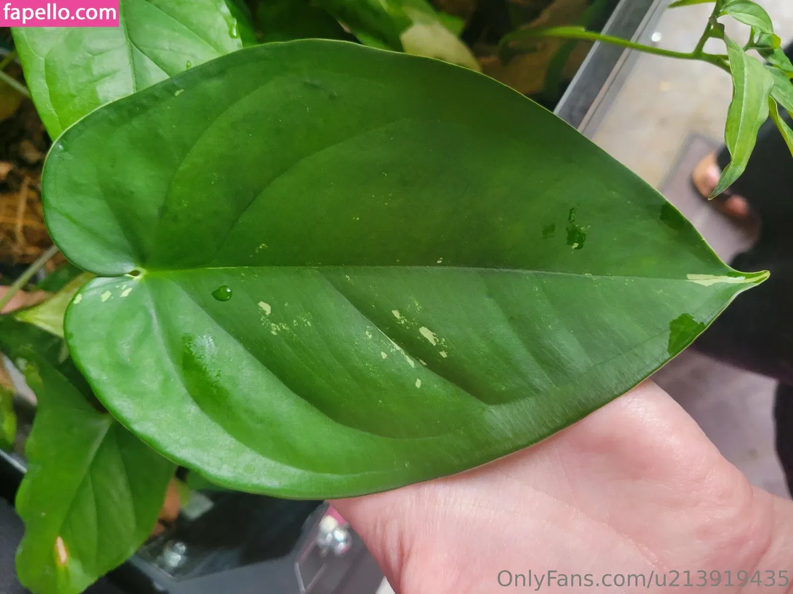 u213919435 / whyruivo Onlyfans Photo Gallery 