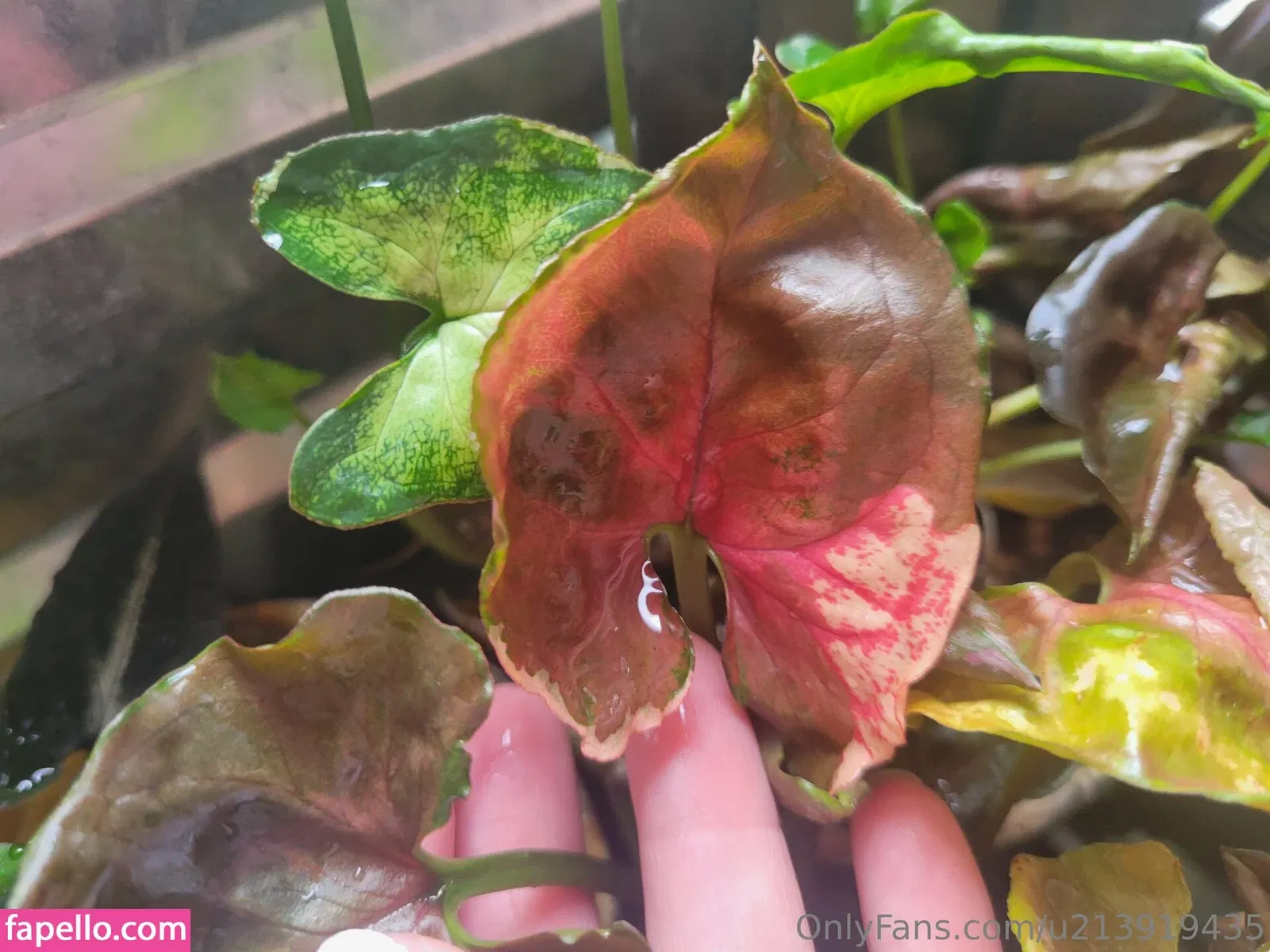 u213919435 / whyruivo Onlyfans Photo Gallery 