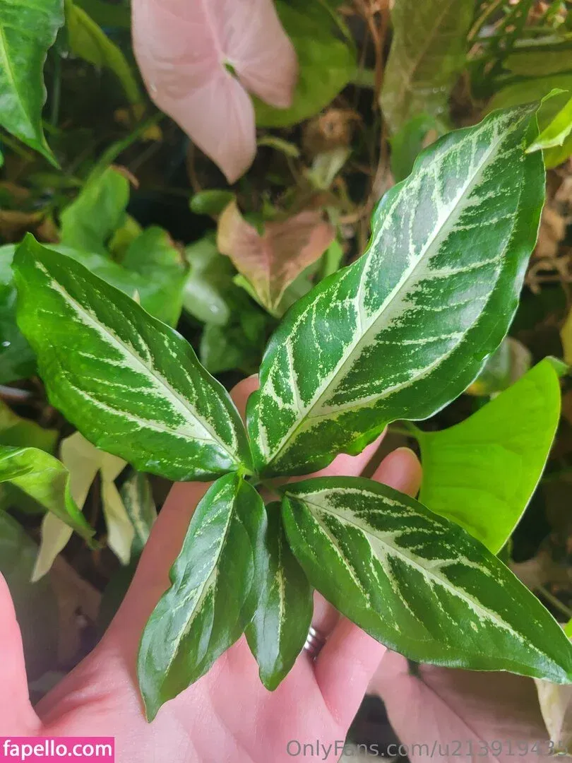 u213919435 / whyruivo Onlyfans Photo Gallery 