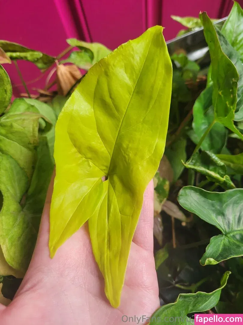 u213919435 / whyruivo Onlyfans Photo Gallery 