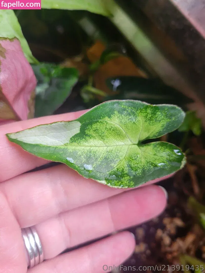 u213919435 / whyruivo Onlyfans Photo Gallery 