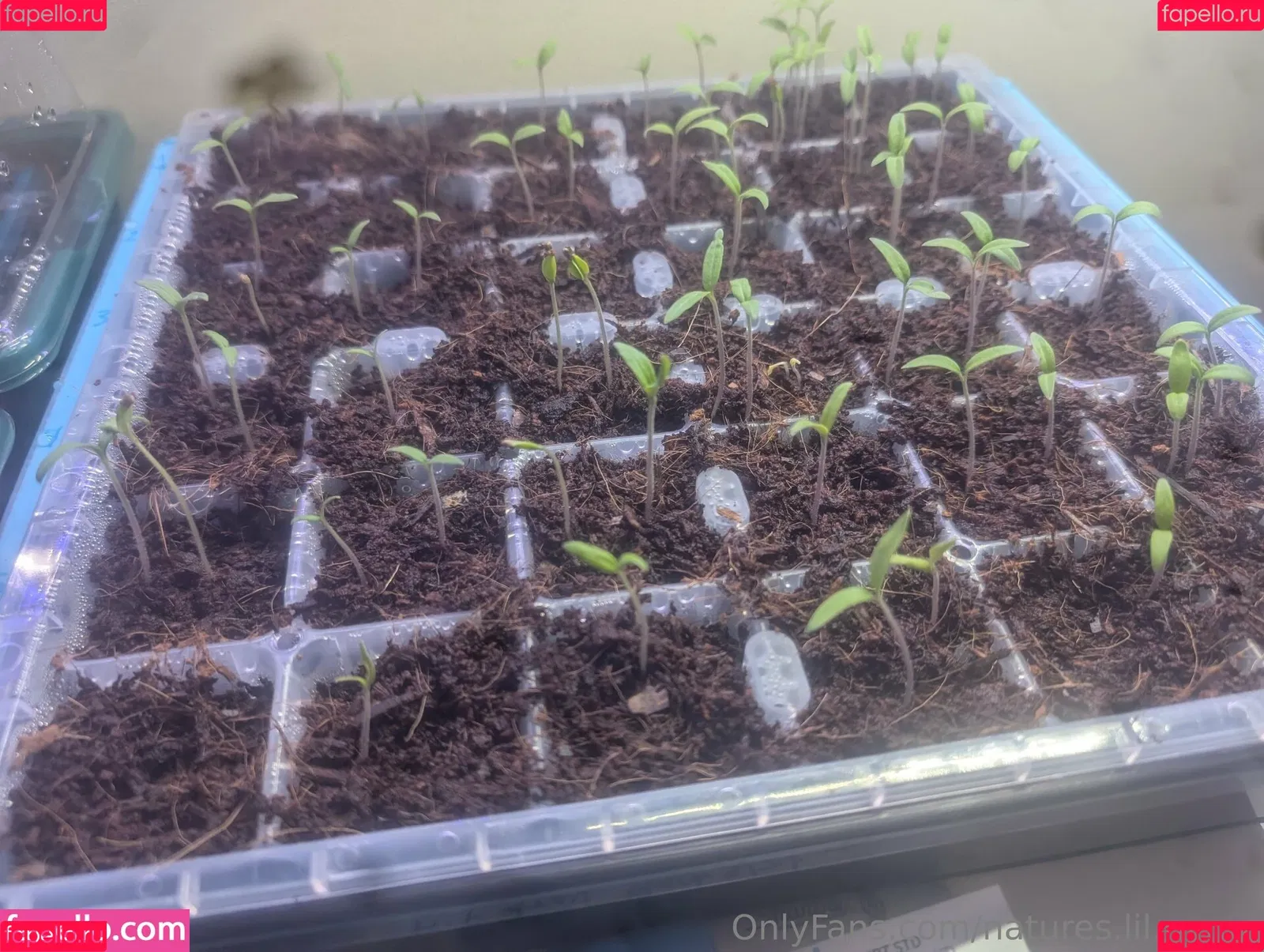 kitchen-Key-1478 / natures.lil.nymp / natures_lil_nymp Onlyfans Photo Gallery 