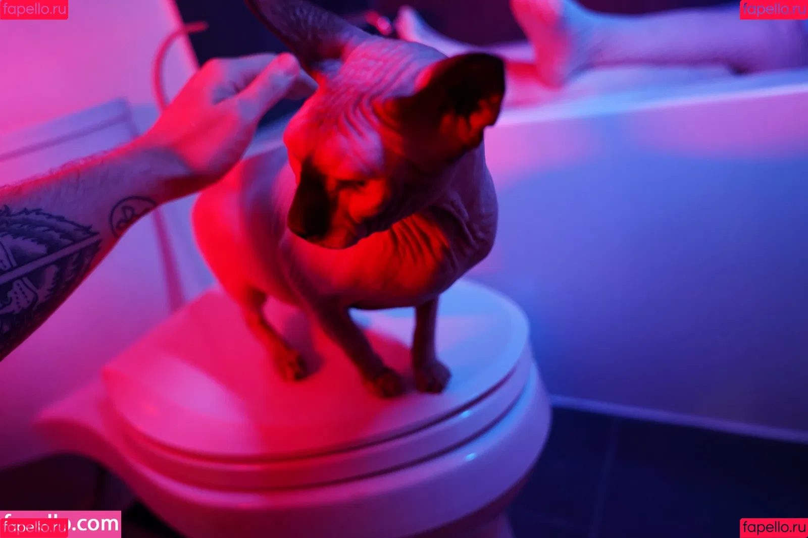 Olyashaa / deepfake / olyashaasaxon Onlyfans Photo Gallery 