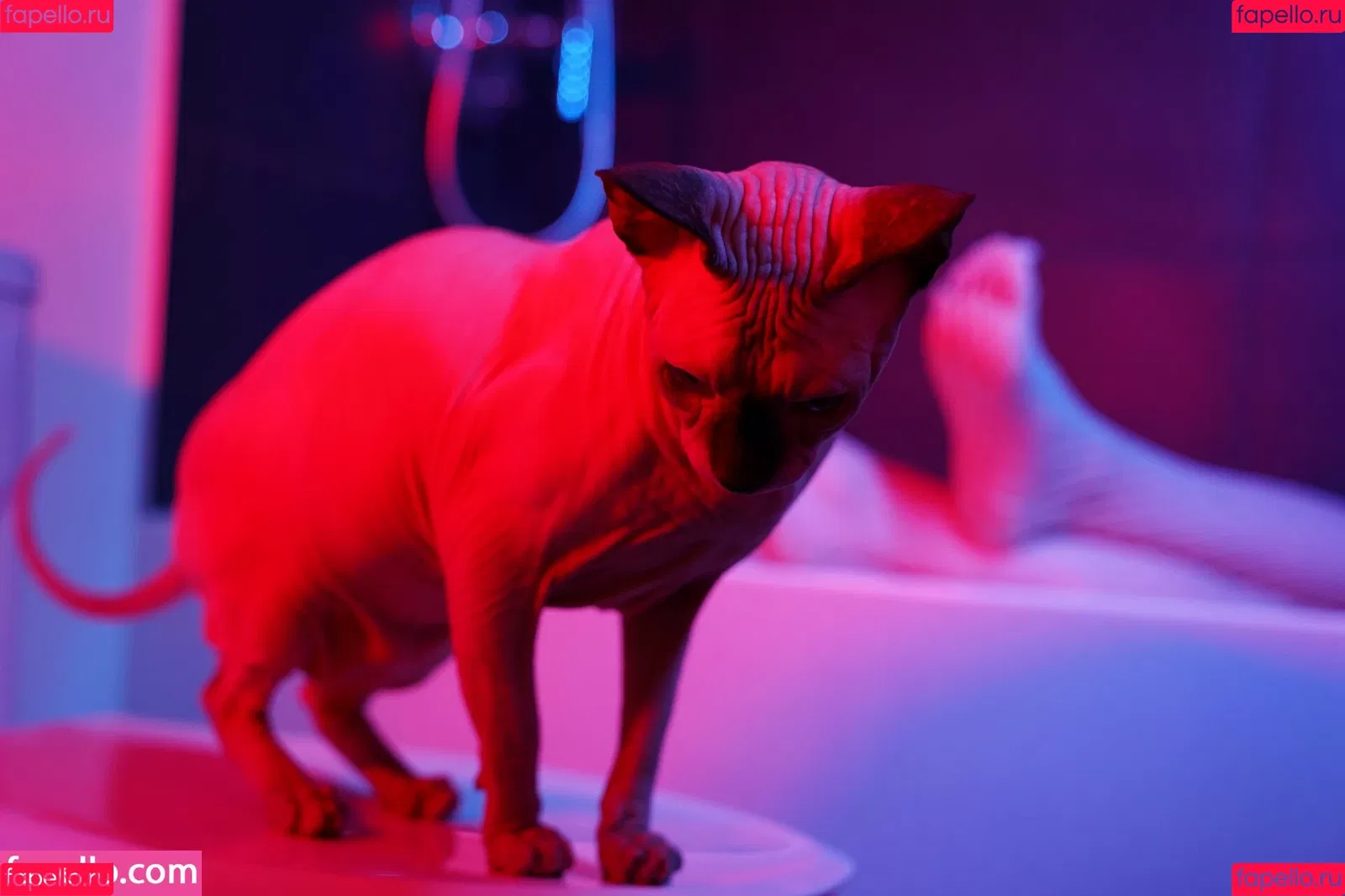 Olyashaa / deepfake / olyashaasaxon Onlyfans Photo Gallery 