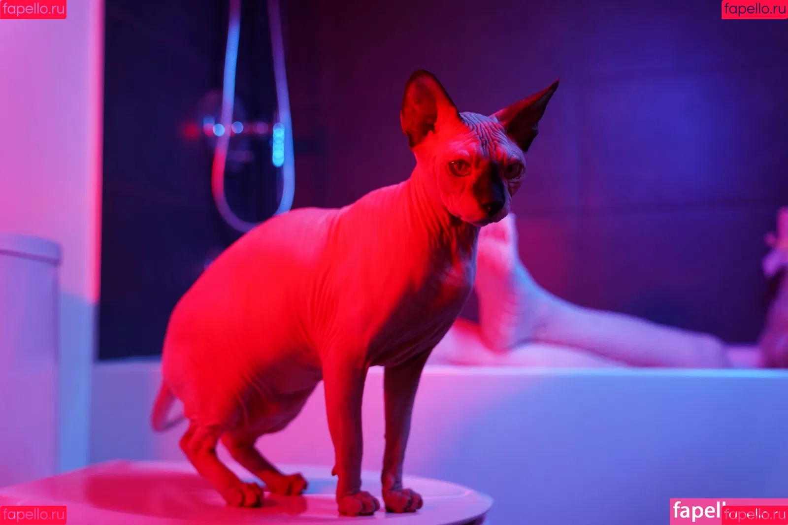 Olyashaa / deepfake / olyashaasaxon Onlyfans Photo Gallery 