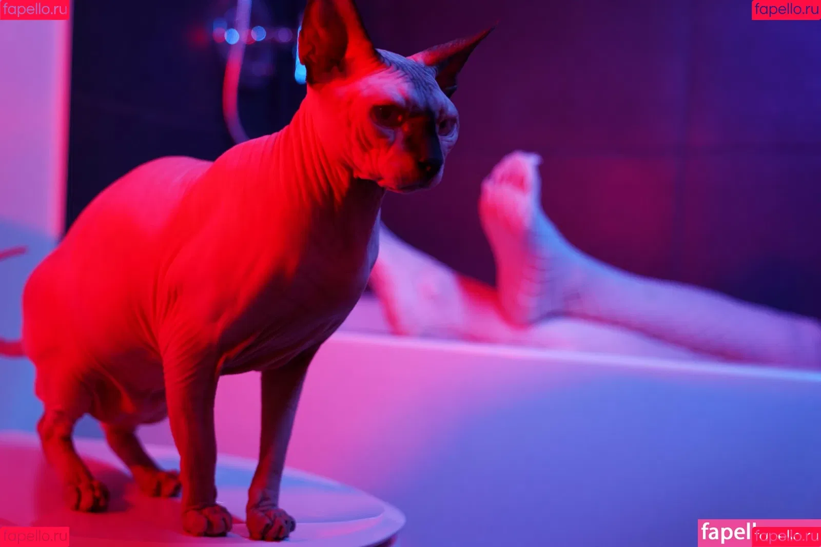 Olyashaa / deepfake / olyashaasaxon Onlyfans Photo Gallery 