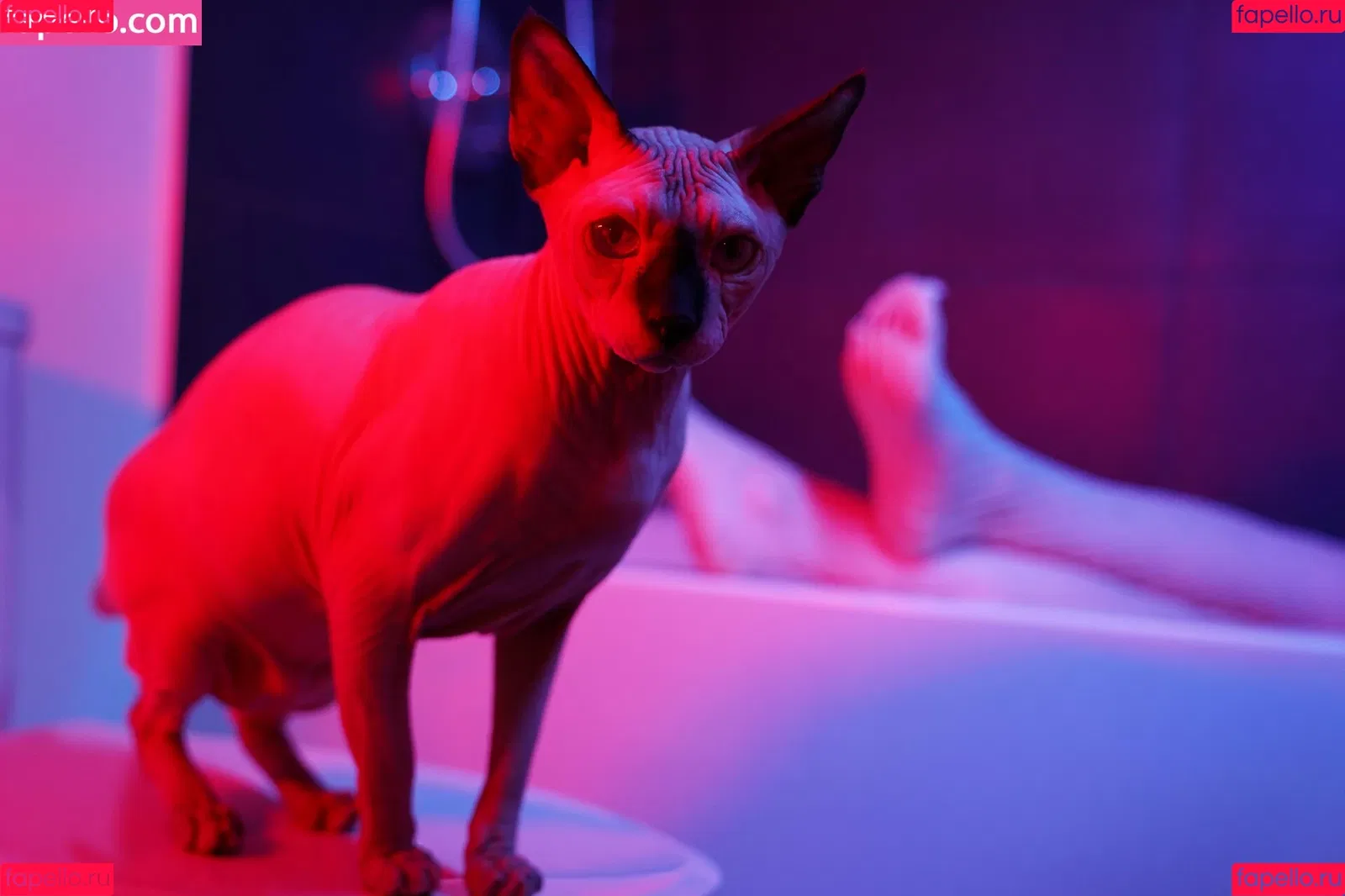 Olyashaa / deepfake / olyashaasaxon Onlyfans Photo Gallery 