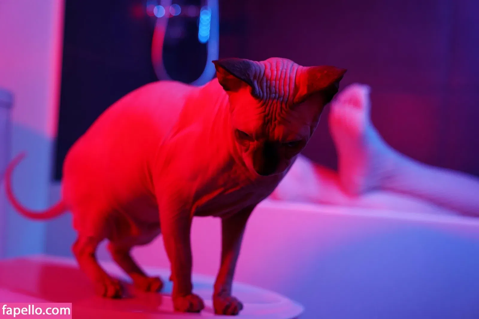 Olyashaa / deepfake / olyashaasaxon Onlyfans Photo Gallery 