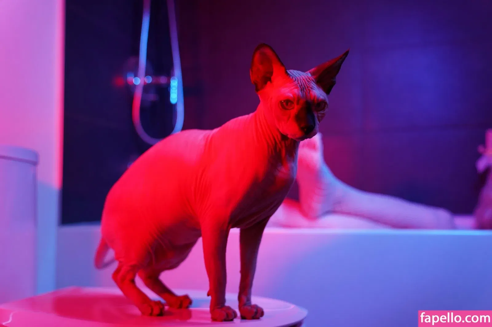 Olyashaa / deepfake / olyashaasaxon Onlyfans Photo Gallery 