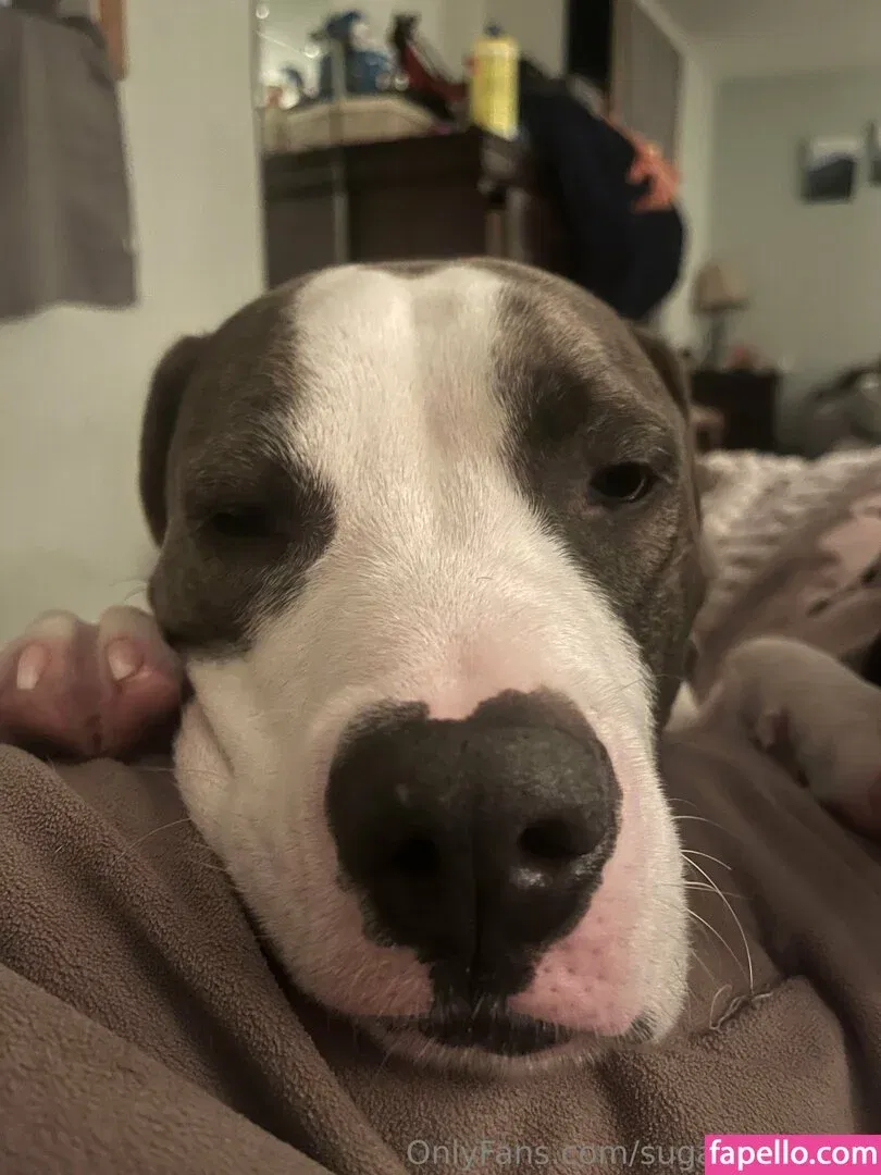 sugarbuttfree1 Onlyfans Photo Gallery 