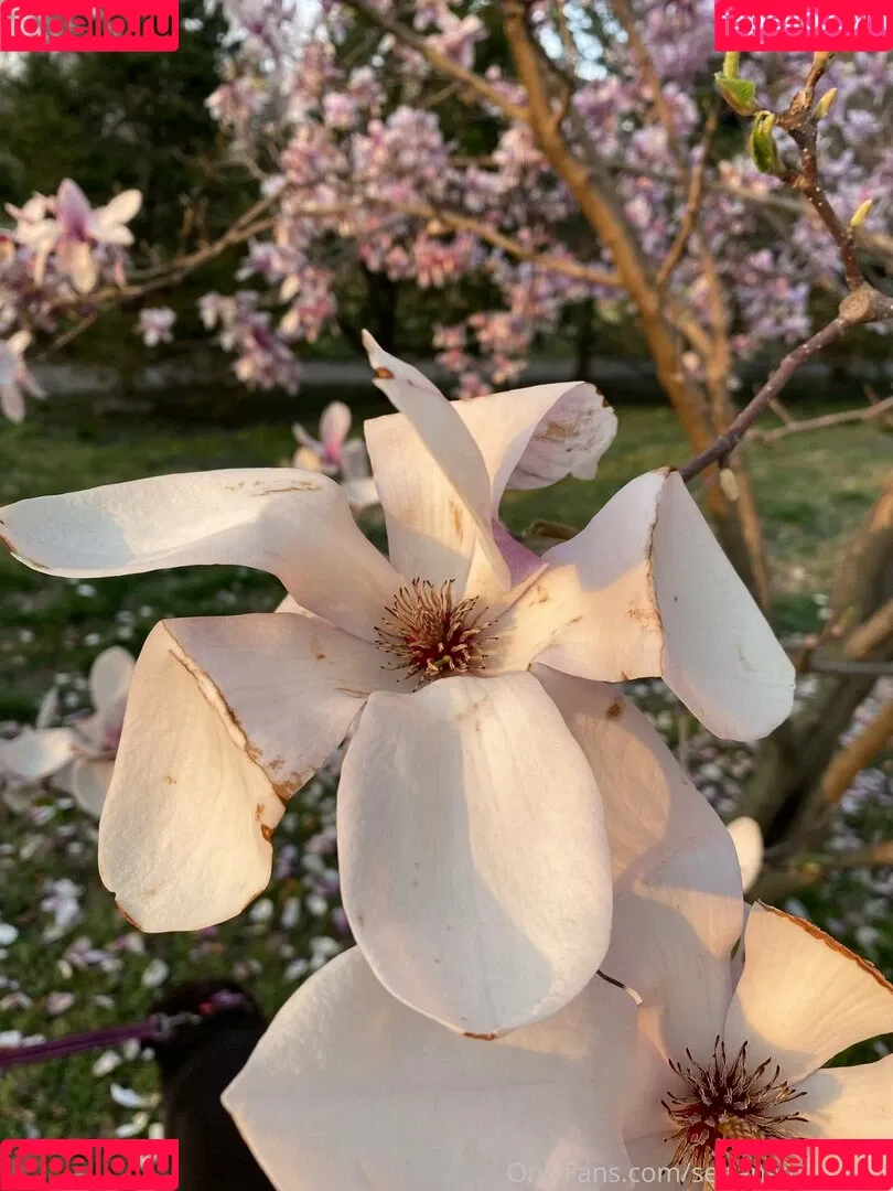 seitans.mistress / seitansm1stress Onlyfans Photo Gallery 