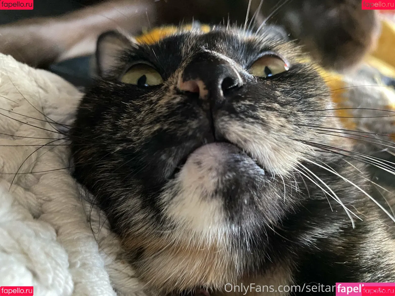 seitans.mistress / seitansm1stress Onlyfans Photo Gallery 