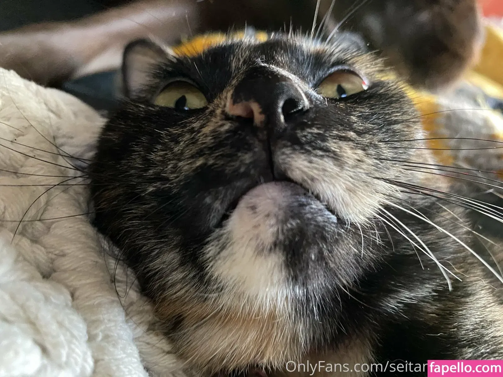 seitans.mistress / seitansm1stress Onlyfans Photo Gallery 