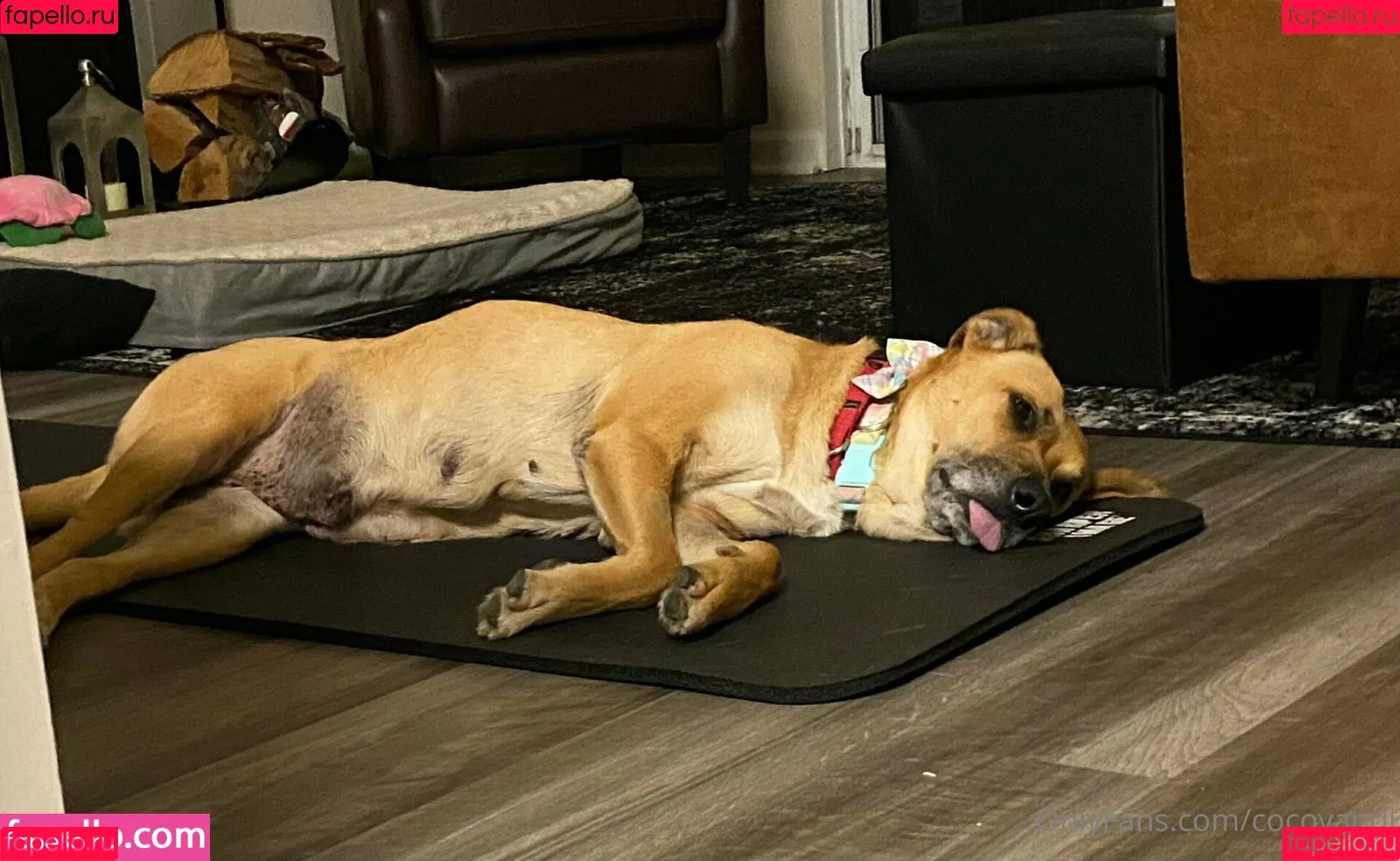 cocovandi / cocovandijk Onlyfans Photo Gallery 