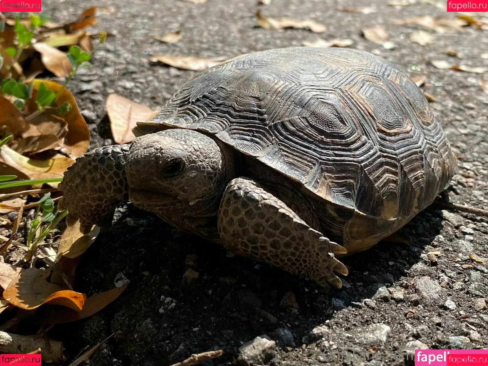 cocovandi / cocovandijk Onlyfans Photo Gallery 