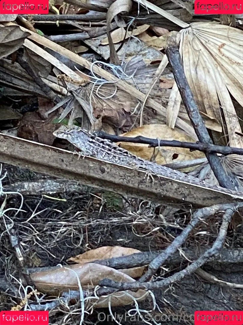 cocovandi / cocovandijk Onlyfans Photo Gallery 