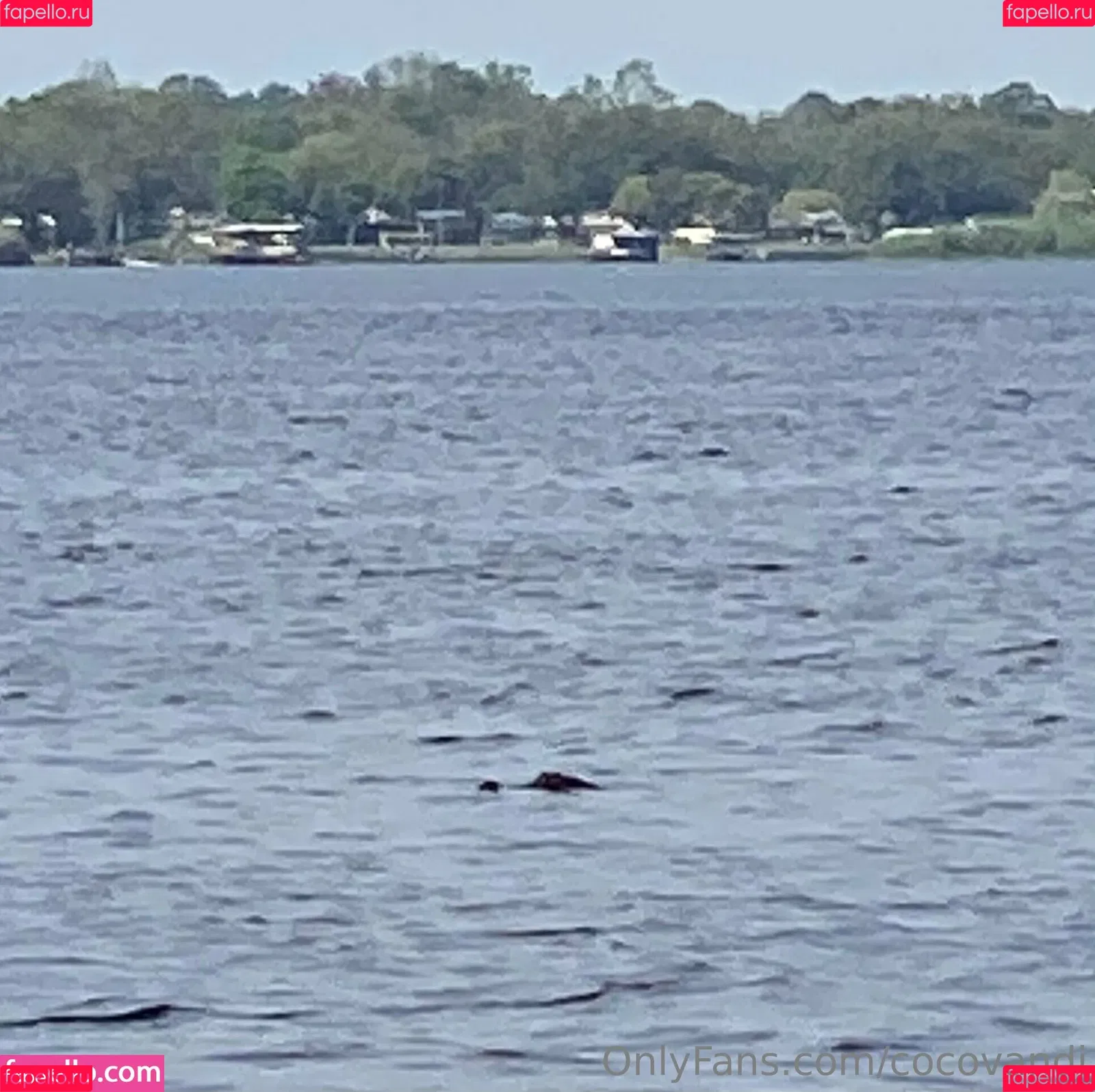 cocovandi / cocovandijk Onlyfans Photo Gallery 