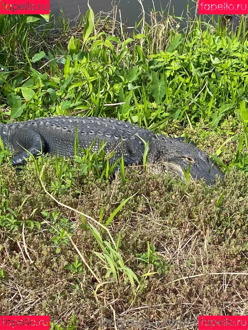 cocovandi / cocovandijk Onlyfans Photo Gallery 