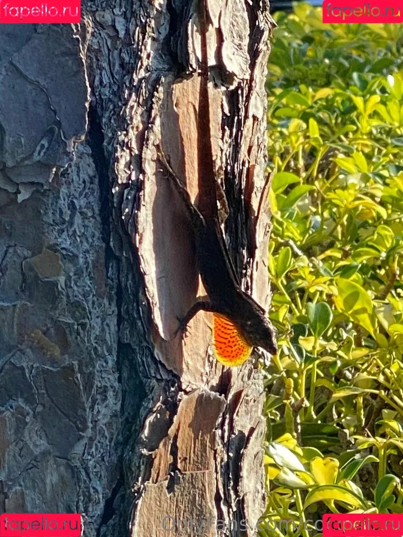 cocovandi / cocovandijk Onlyfans Photo Gallery 